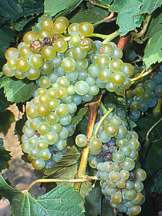 VIgnoles grapes