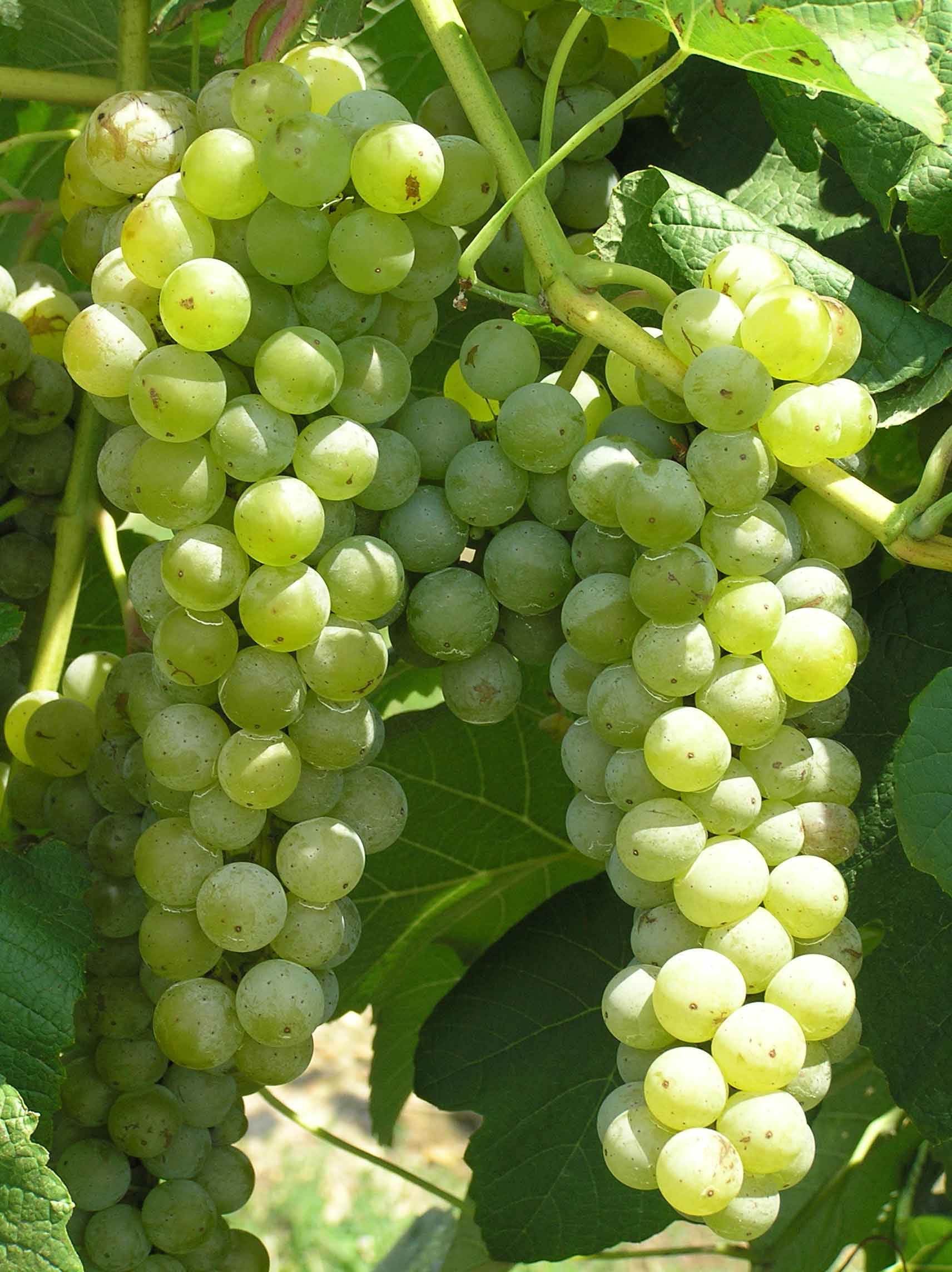 Cayuga White grapes