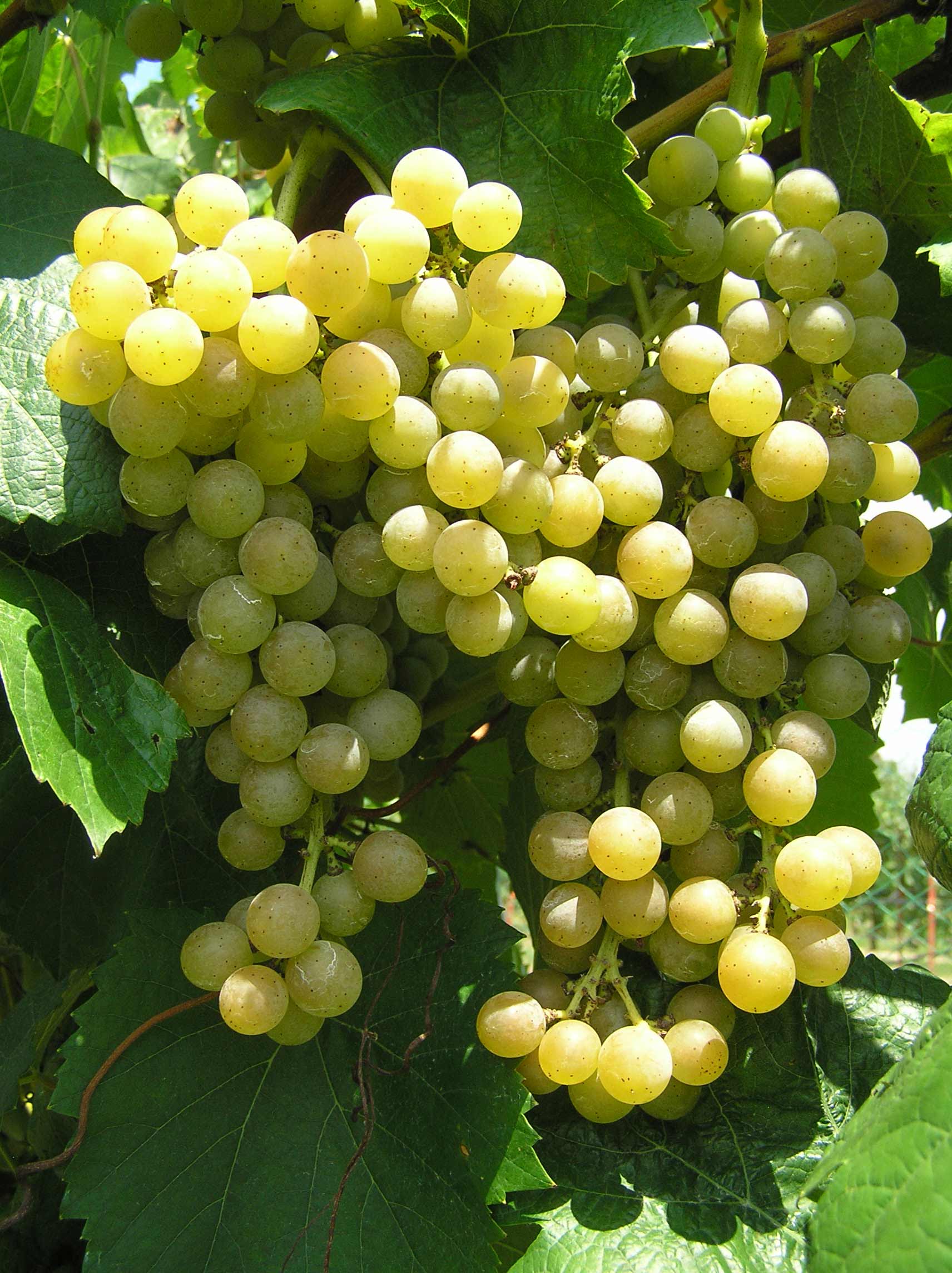 Traminette grapes