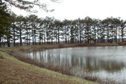 Pine Pond