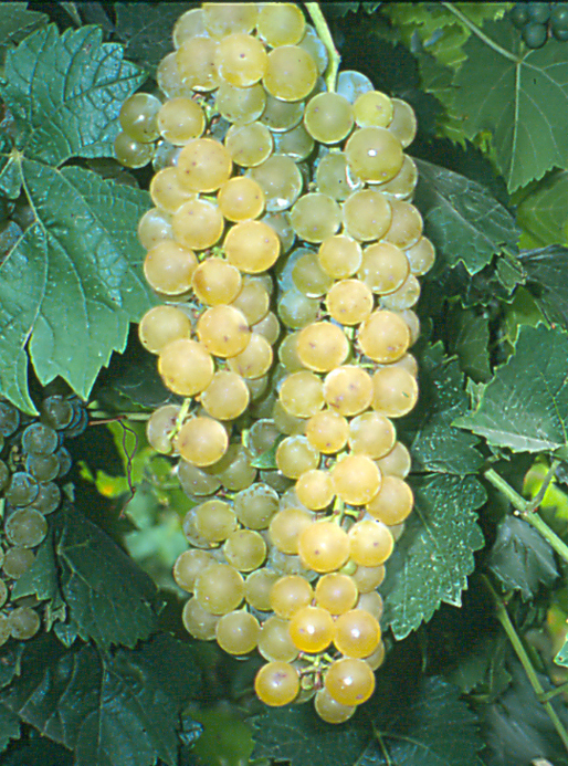 VIdal Blanc grapes