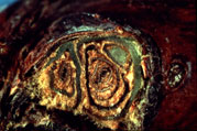 Cross section of the grape "eye" consisting of three buds