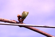 Spring growth of a secondary bud after the primary bud was killed by cold spring temperatures