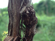 Crown gall on the right trunk of a double trunked grapevine