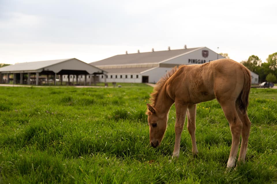 Horse grazing in pasture outside of Pinegar Arena.