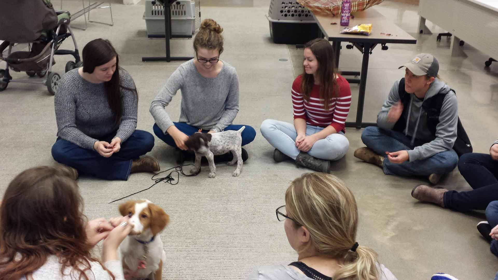 Students socializing with puppies in class.