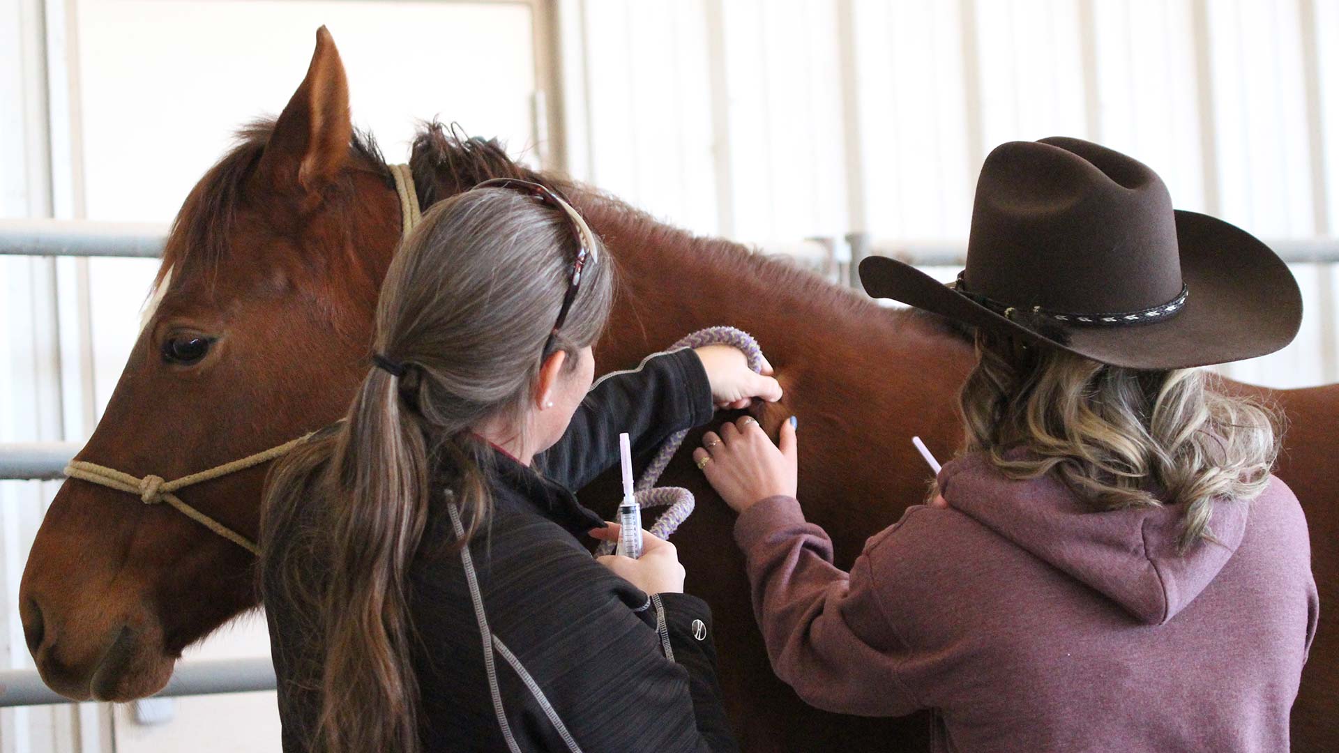 Student and professor vaccinating a horse.