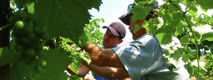 Men looking at grape vines