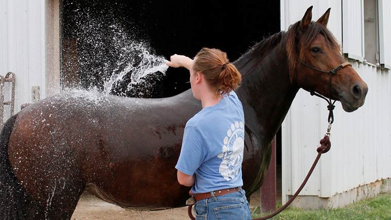 Student cleaning a horse with water hose.