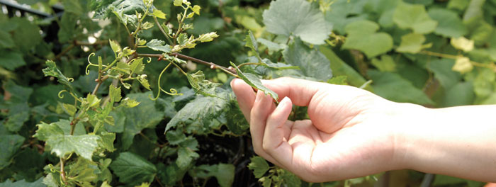 Checking grape vine growth