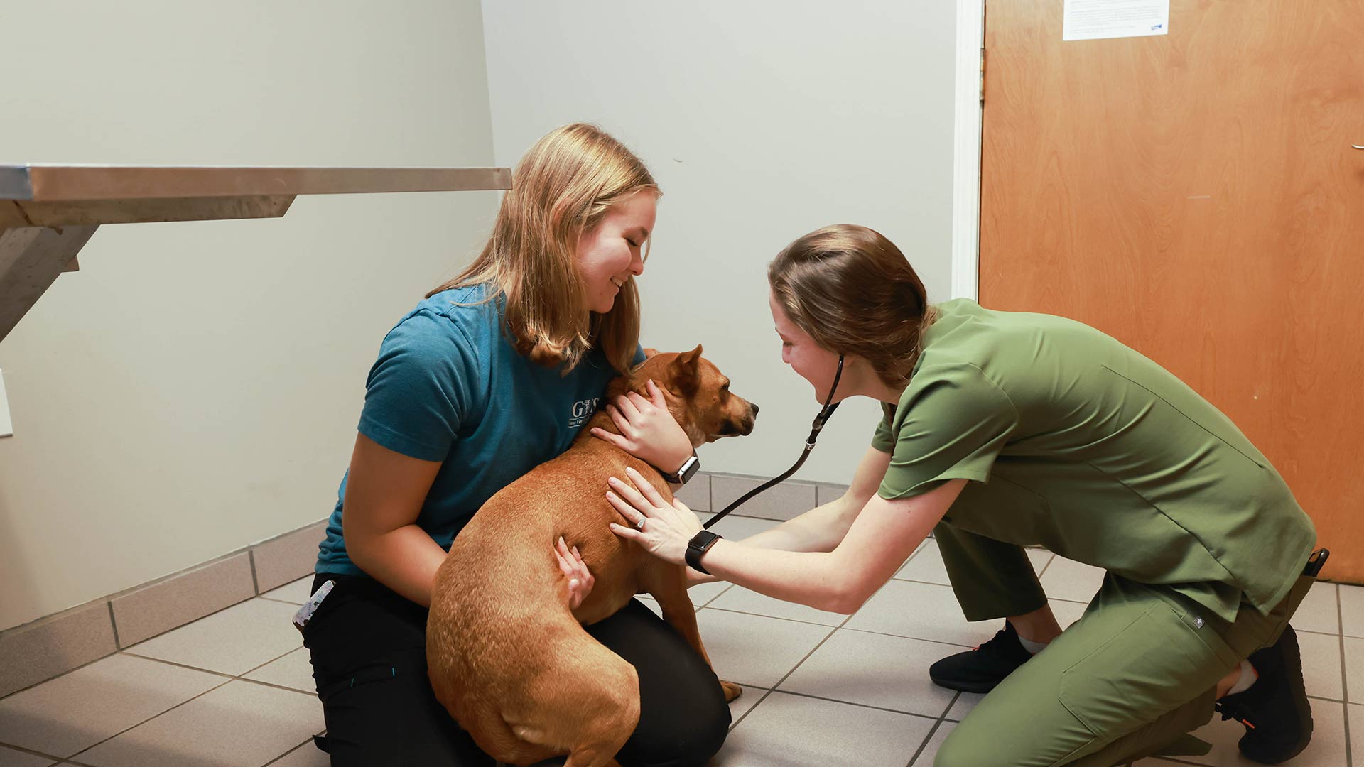 Pre-vet student and veterinarian doing medical checkup on a dog.