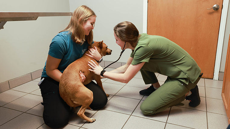 Pre-vet student and veterinarian doing medical checkup on a dog.