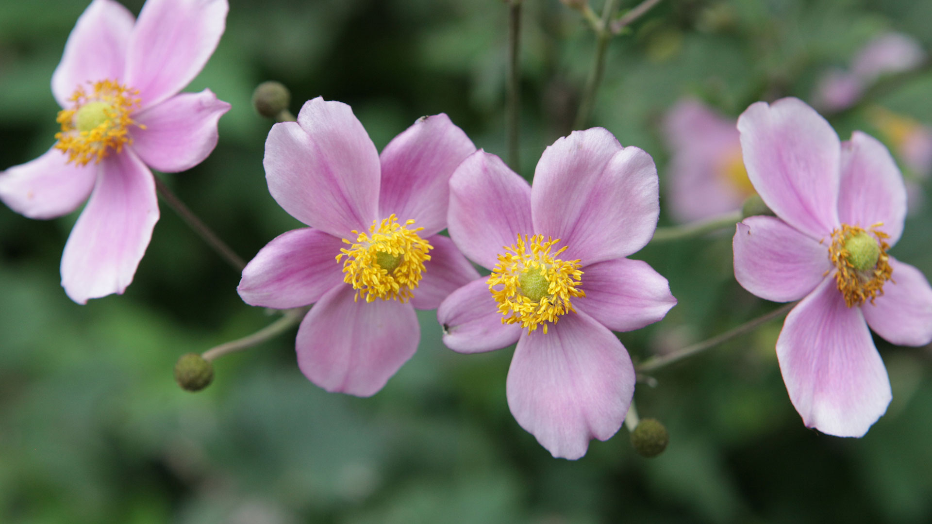 Centennial Garden - Campus Gardens - William H. Darr College of ...