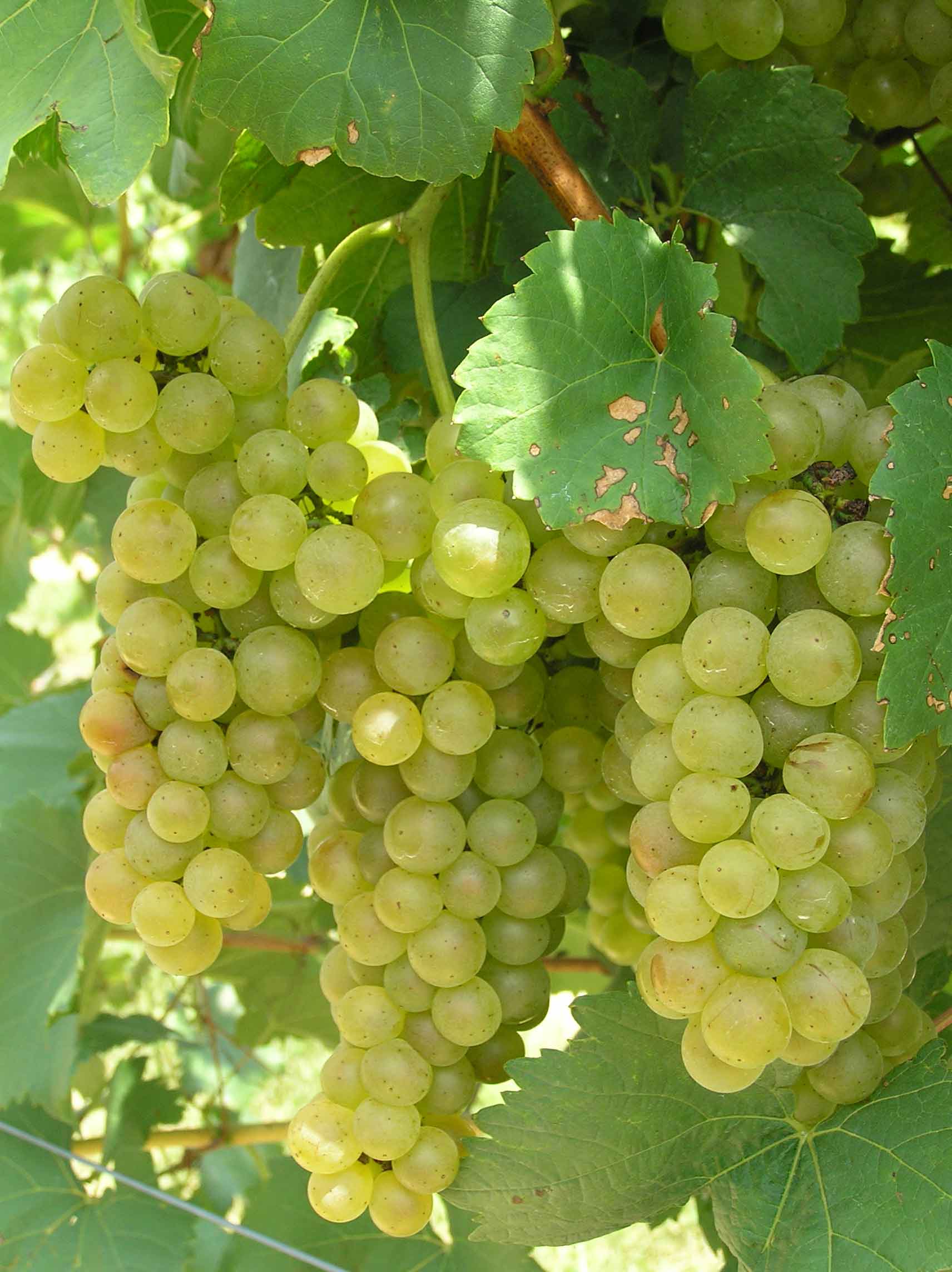 Chardonel grapes