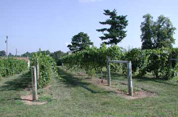 Demonstration vineyard