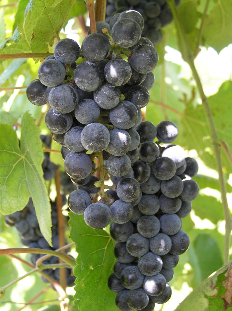 Norton grape