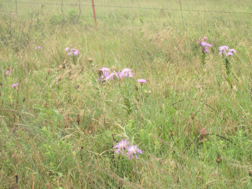 Basket flowers on a roadside in Oklahoma