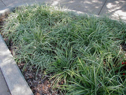 Creeping lilyturf in a campus flower bed