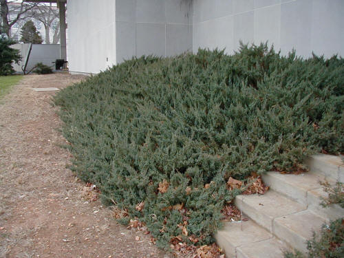 Japanese garden juniper around campus buildings