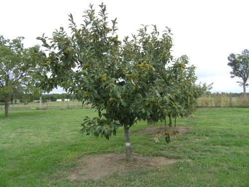 Chickapoo Tree Ozark Chinkapin - Plant Identification by Pamela Borden Trewatha, Ph.D ...