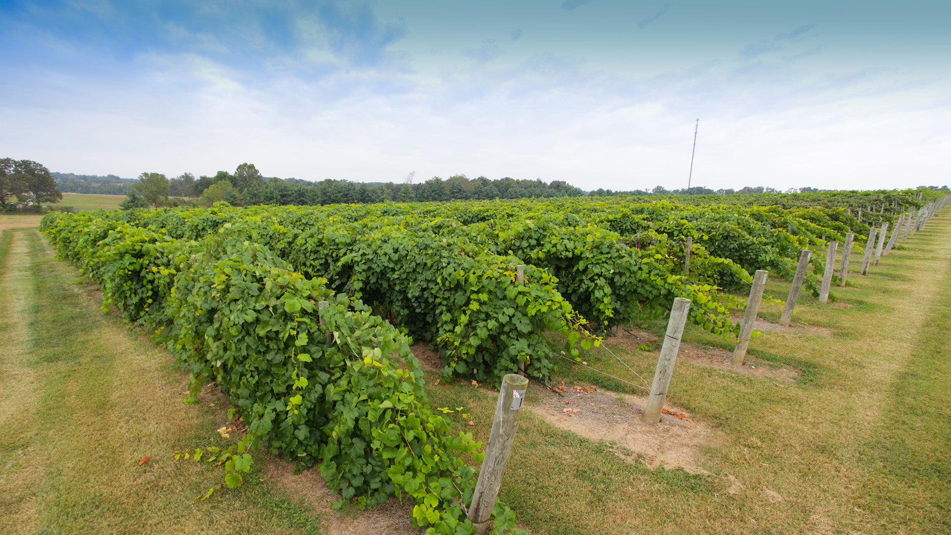 green vineyard