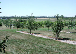 Apple orchard