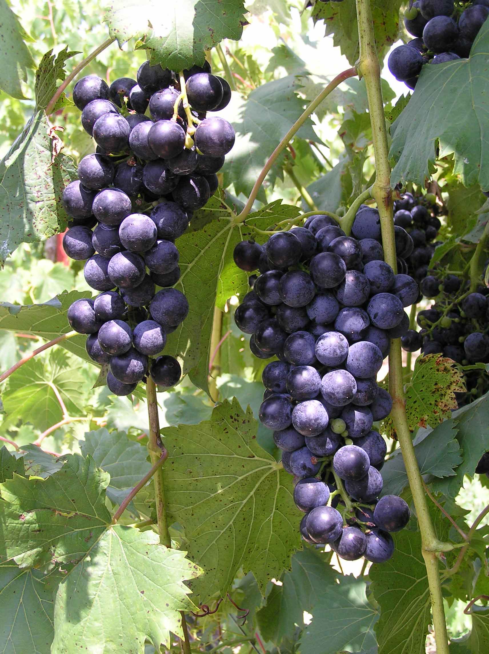 Chambourcin grape