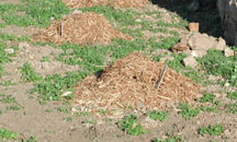 Mulch