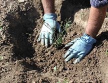 Planting a rose