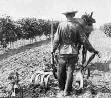 Man plowing field