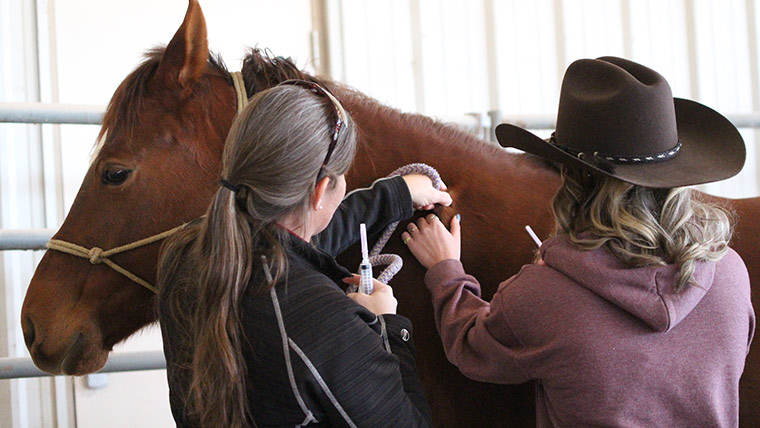 Student and professor vaccinating a horse.