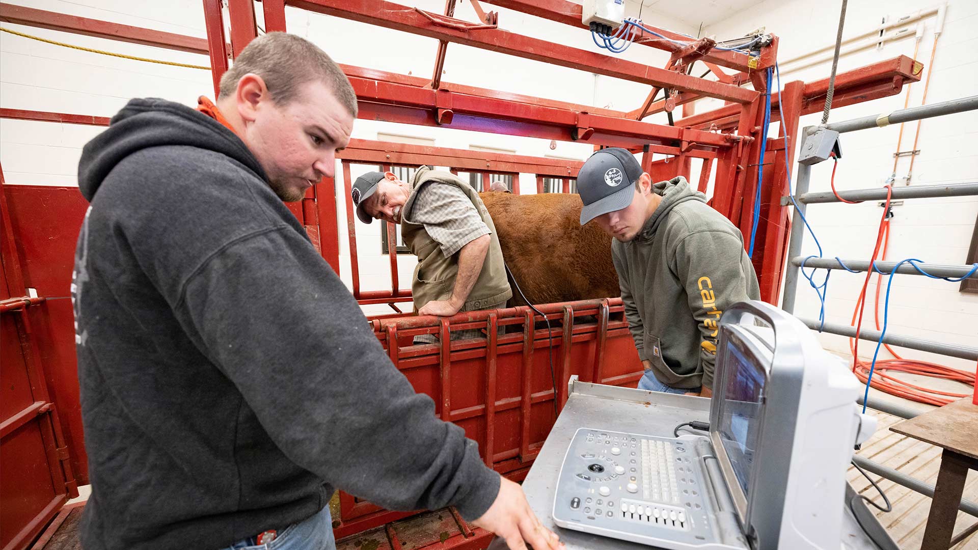 Animal science students and professor doing wellness check on cow.