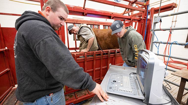 Animal science students and professor doing wellness check on cow.