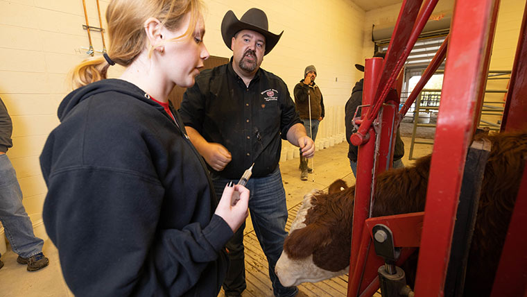 Professor preparing a student to vaccinate a calf.