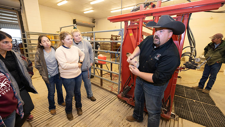 Students gather to learn how to test a cow.