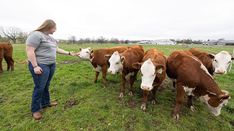 A Missouri State student reaches out as a cow sniffs her hand.