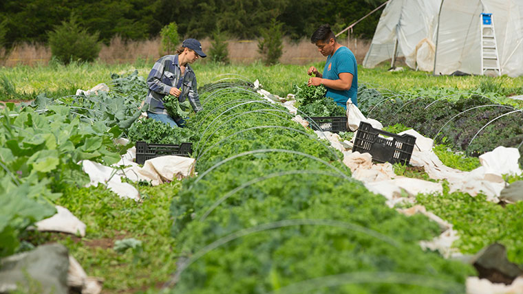 Two students harvest lettuce in a garden at Millsap Farm.