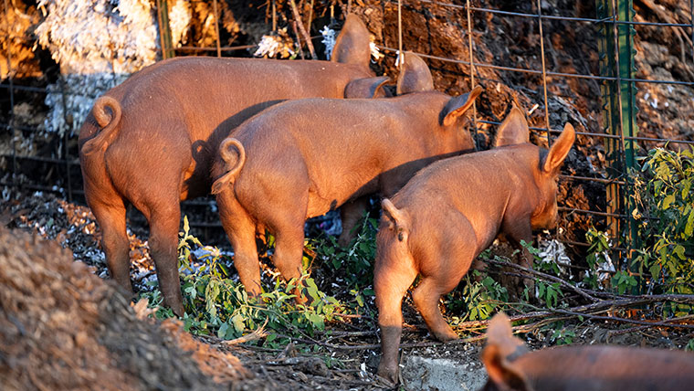 Three pigs near a fence