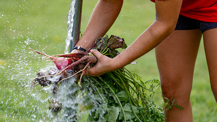 A student washes a handful of radishes.