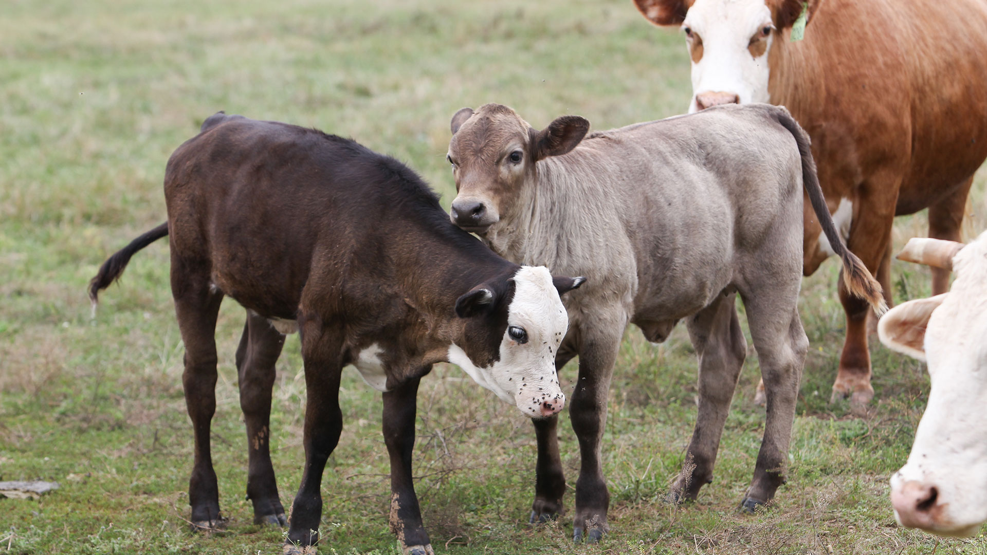 Calves in a field