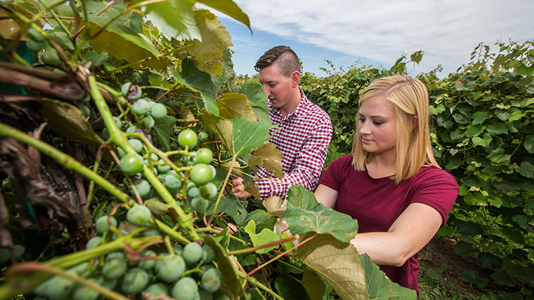 Students collect grapes from a vineyard.