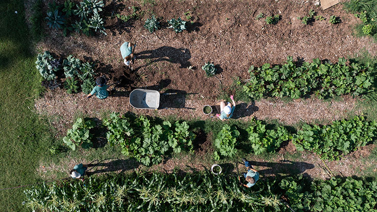 Agriculture students maintain a garden.