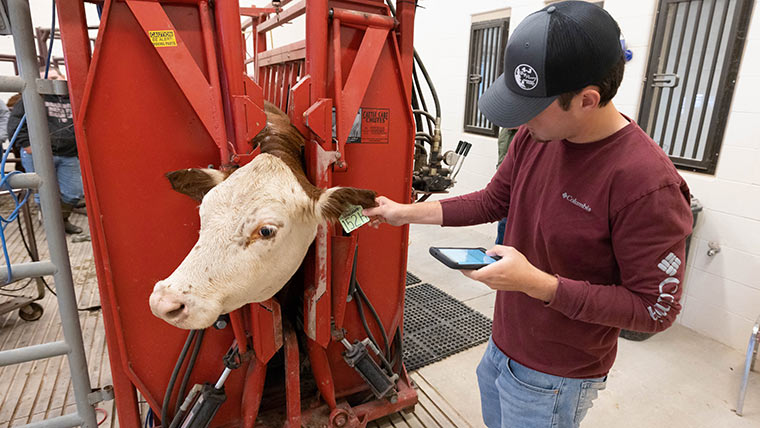 An agriculture student checks a tag on the ear of a cow who's in a holder.