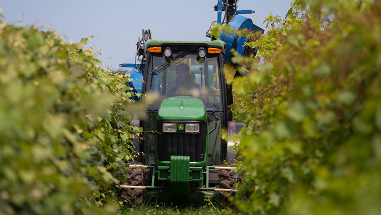 A student drives a tractor through a lush vineyard.