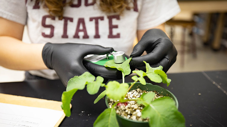 Taking samples from a plant in a science lab.