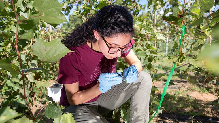 A crop science student kneeling down in the dirt to inspect leaves in a vineyard.