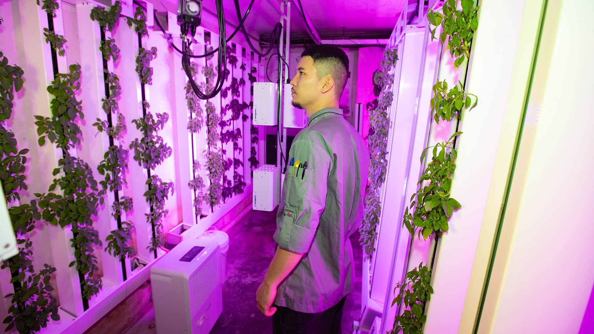 A worker checks on plants that are growing in a hydroponics room.