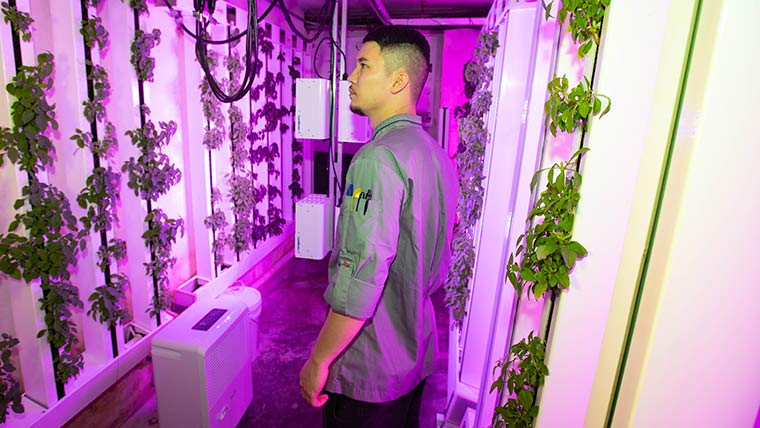 A worker checks on plants that are growing in a hydroponics room.