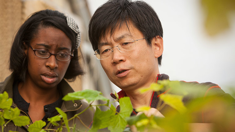 Dr. Wenping Qiu and a student inspect a plant in the greenhouse at the MSU Experimental Fruit Station in Mtn. Grove.