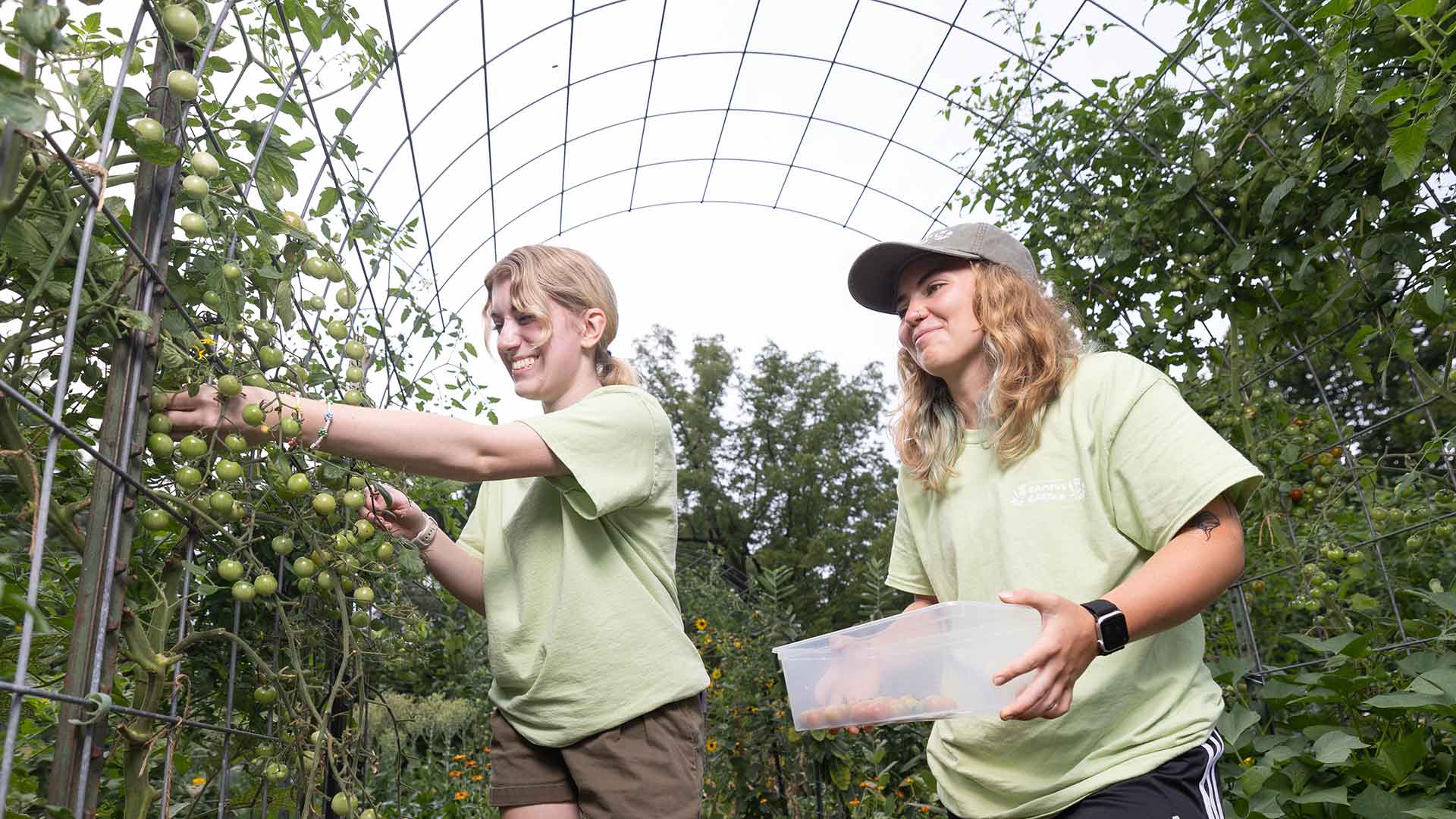 Two happy students picking tomatoes in a greenhouse.